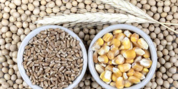 القمح والذرة والصويا