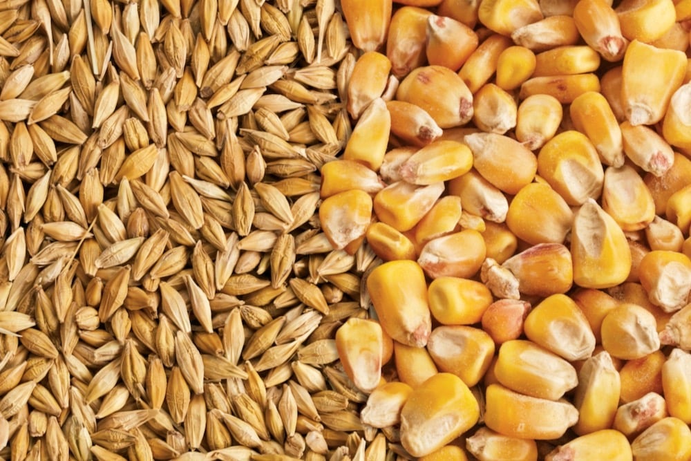 القمح والذرة