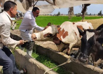 تحصين الماشية