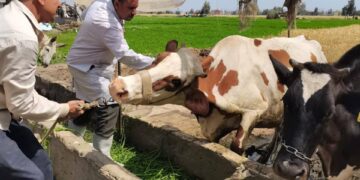 تحصين الماشية