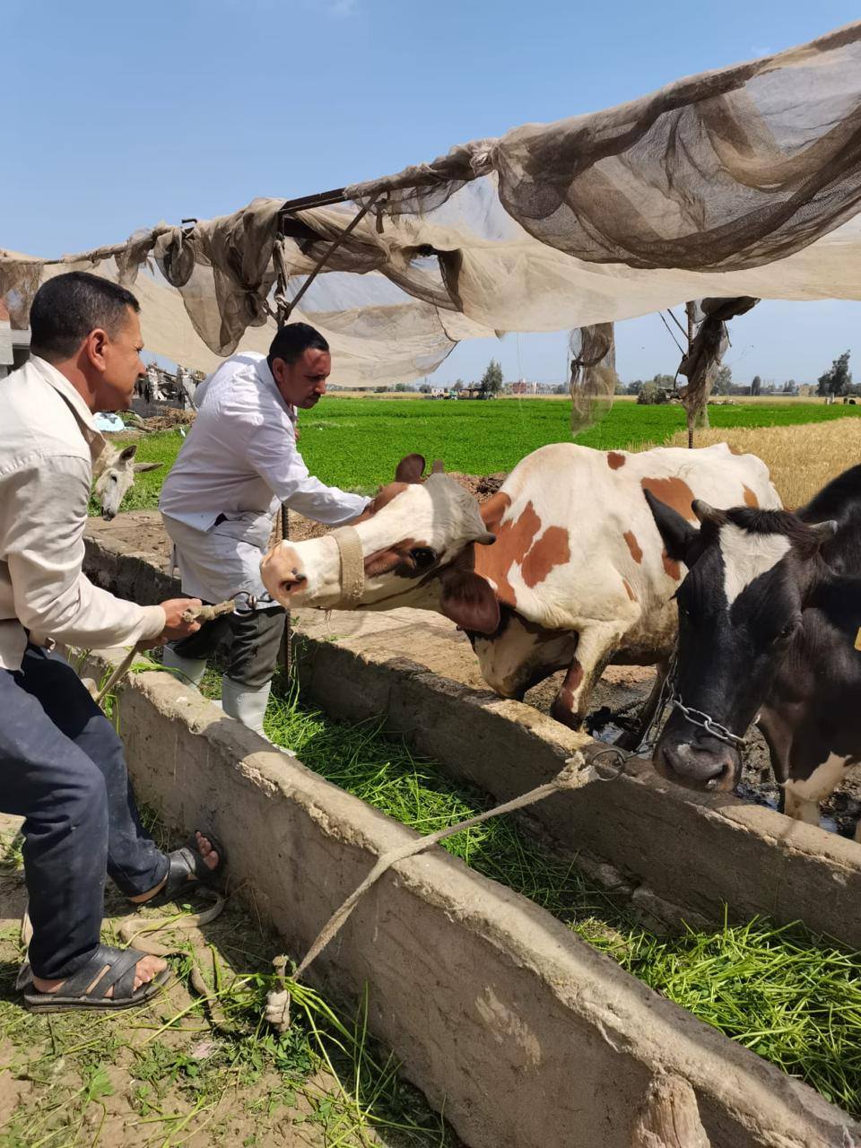 تحصين الماشية