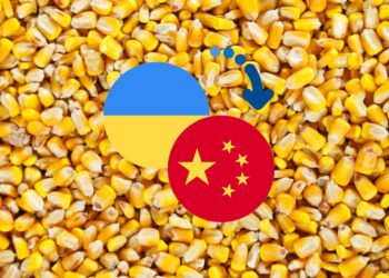 ذرة اوكراني