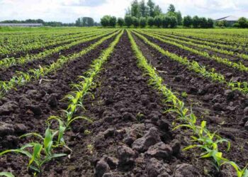 زراعة الذرة