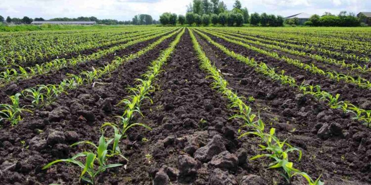 زراعة الذرة