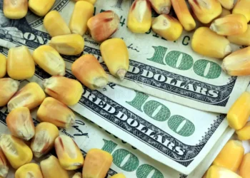 أسعار الذرة