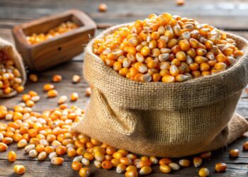 صادرات الذرة