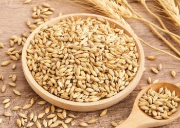 صادرات القمح