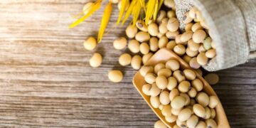 إنتاج فول الصويا