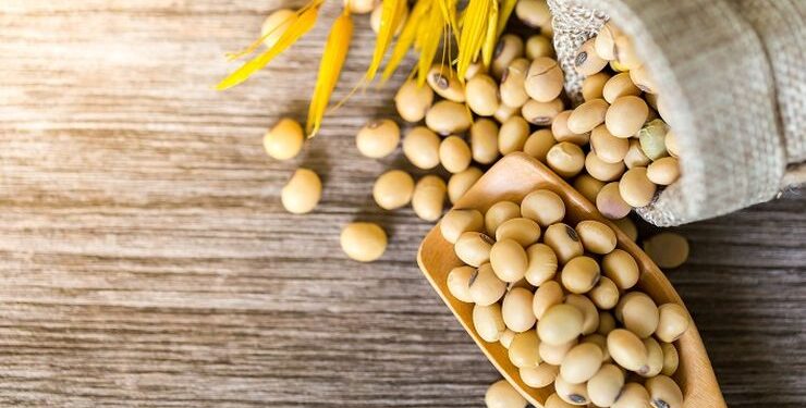 إنتاج فول الصويا