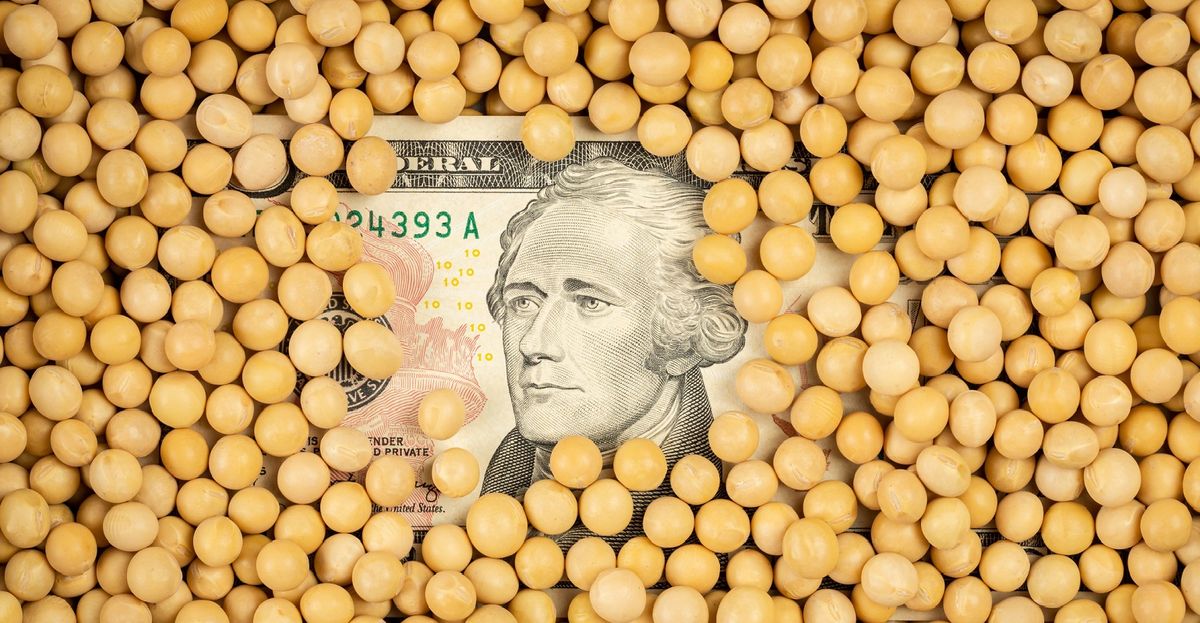 فول الصويا الأوكراني