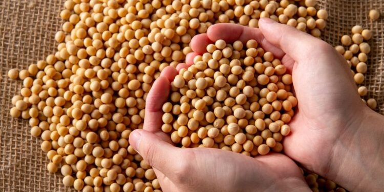 فول الصويا