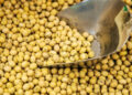 مبيعات فول الصويا