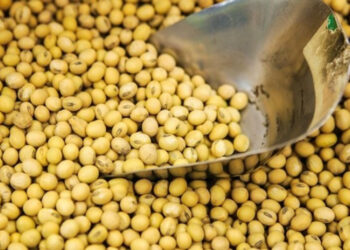 مبيعات فول الصويا