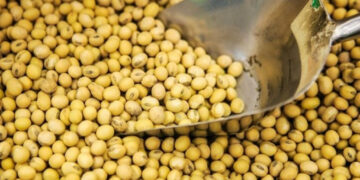 مبيعات فول الصويا