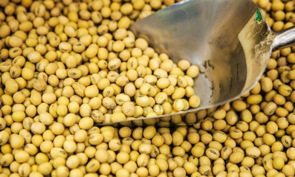 مبيعات فول الصويا