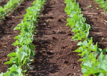 زراعة فول الصويا