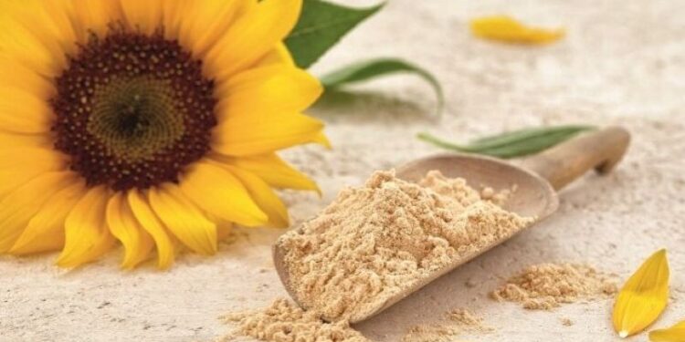 كسب عباد الشمس