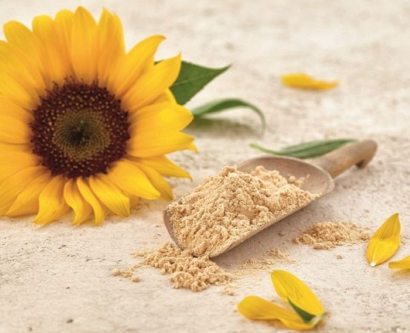 كسب عباد الشمس