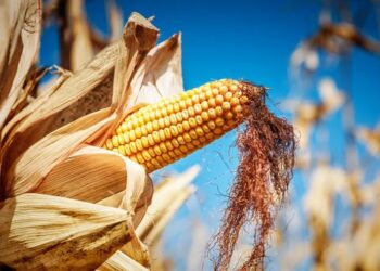 إنتاج الذرة