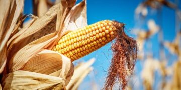 إنتاج الذرة