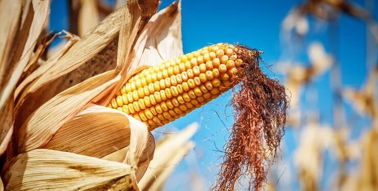 إنتاج الذرة