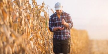 زراعة الذرة