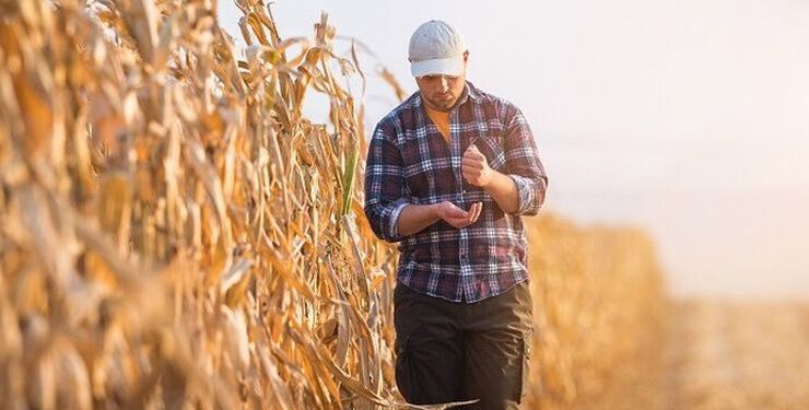 زراعة الذرة