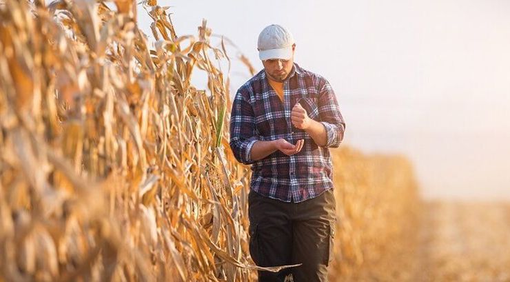 زراعة الذرة