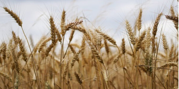 محصول القمح