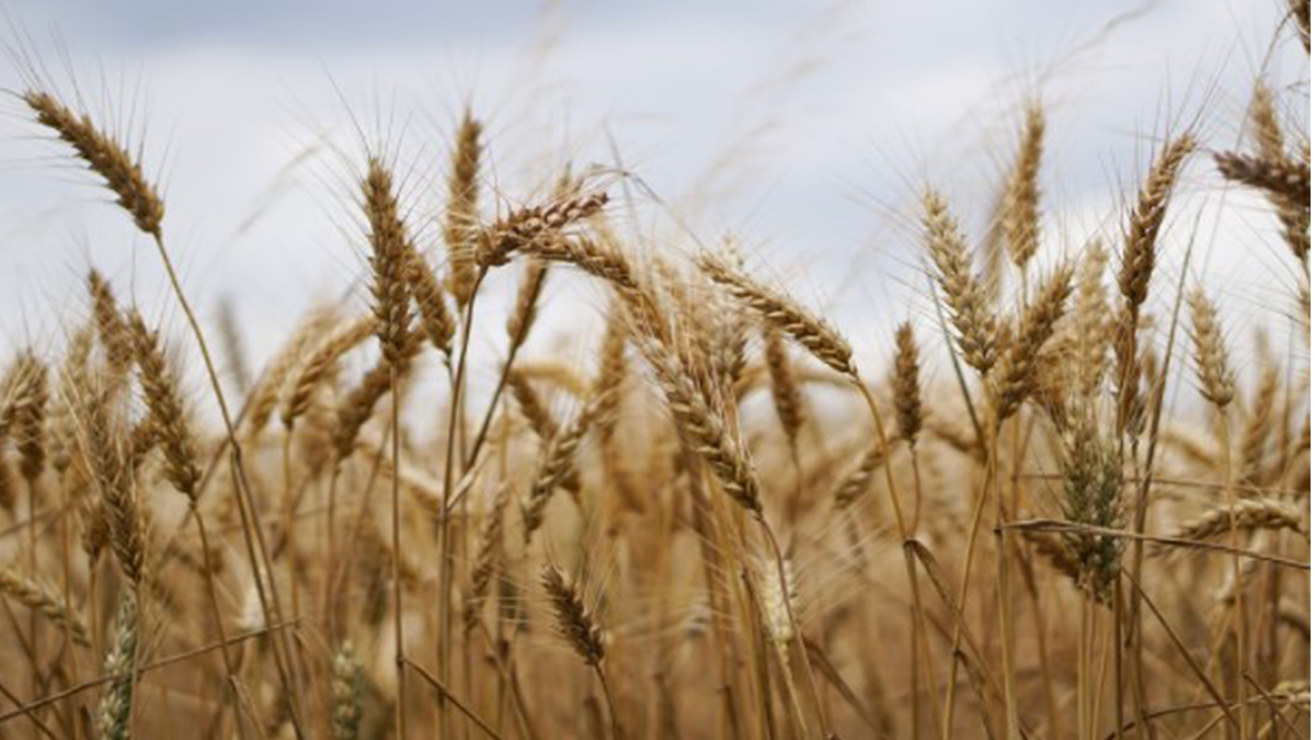 محصول القمح
