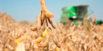 محصول فول الصويا