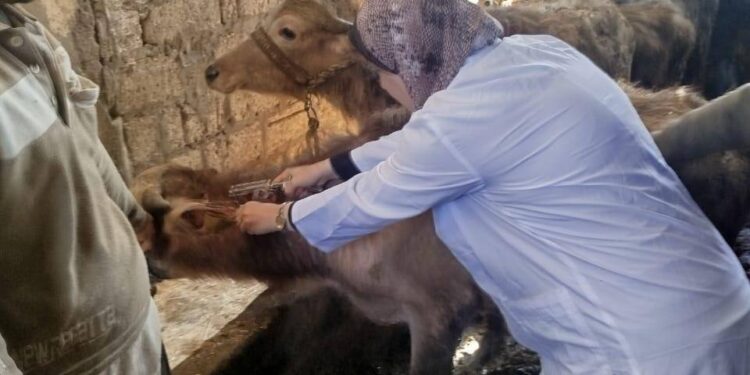 مكافحة البروسيلا