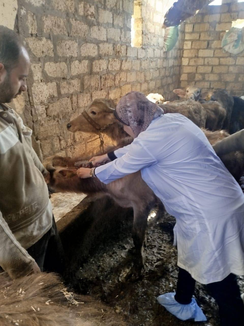 مكافحة البروسيلا