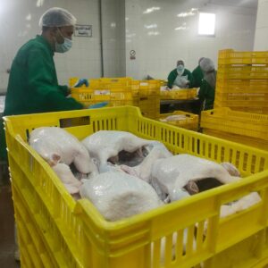 الخدمات البيطرية 