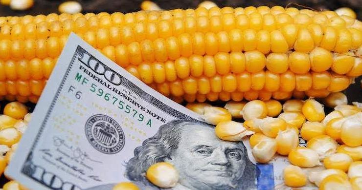 أسعار الذرة