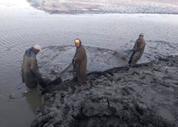 الأسماك