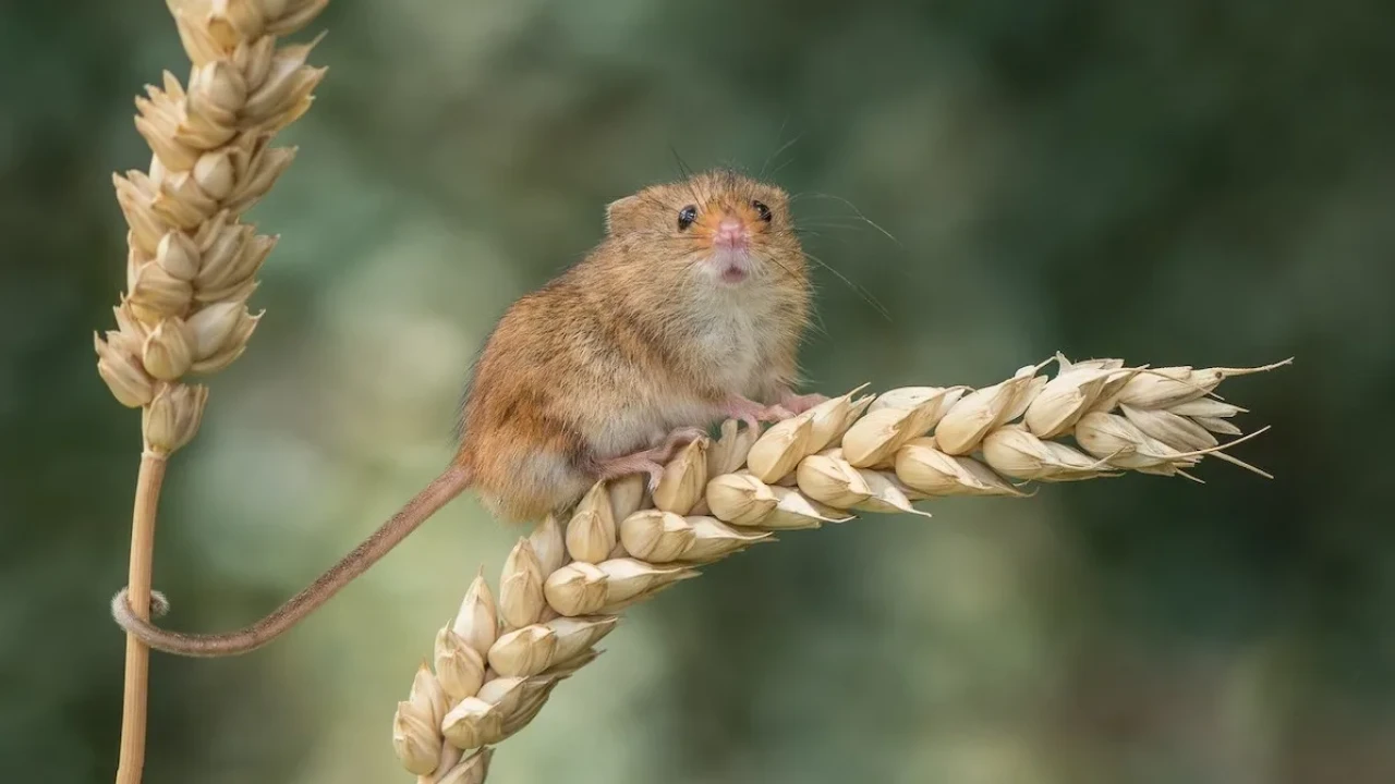الحبوب