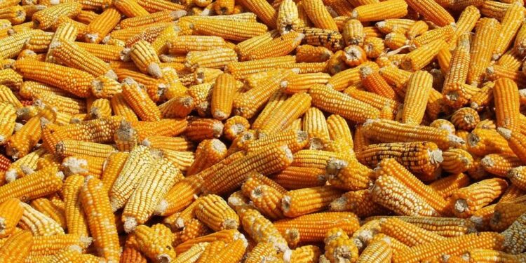 الذرة