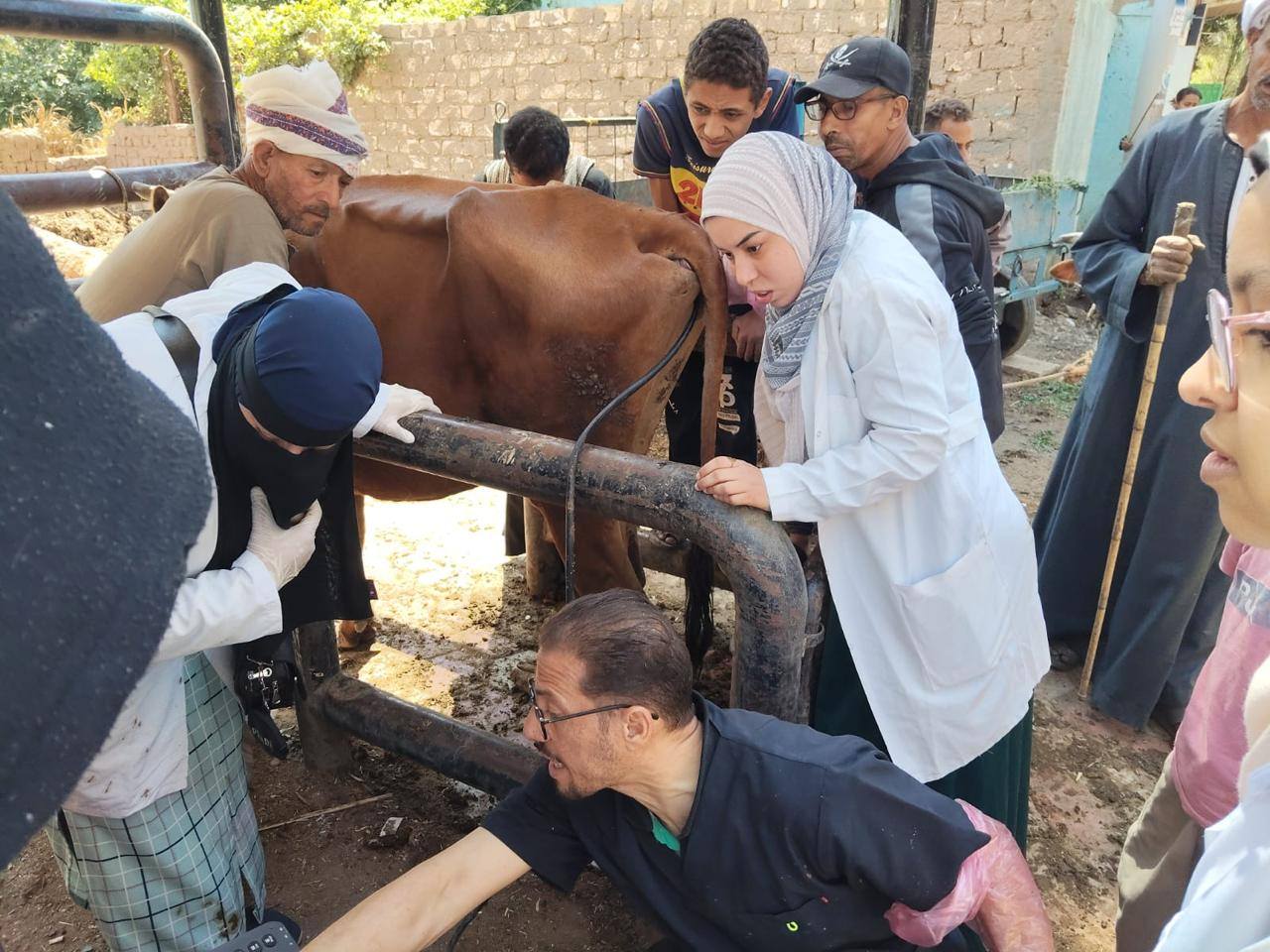 القوافل البيطرية
