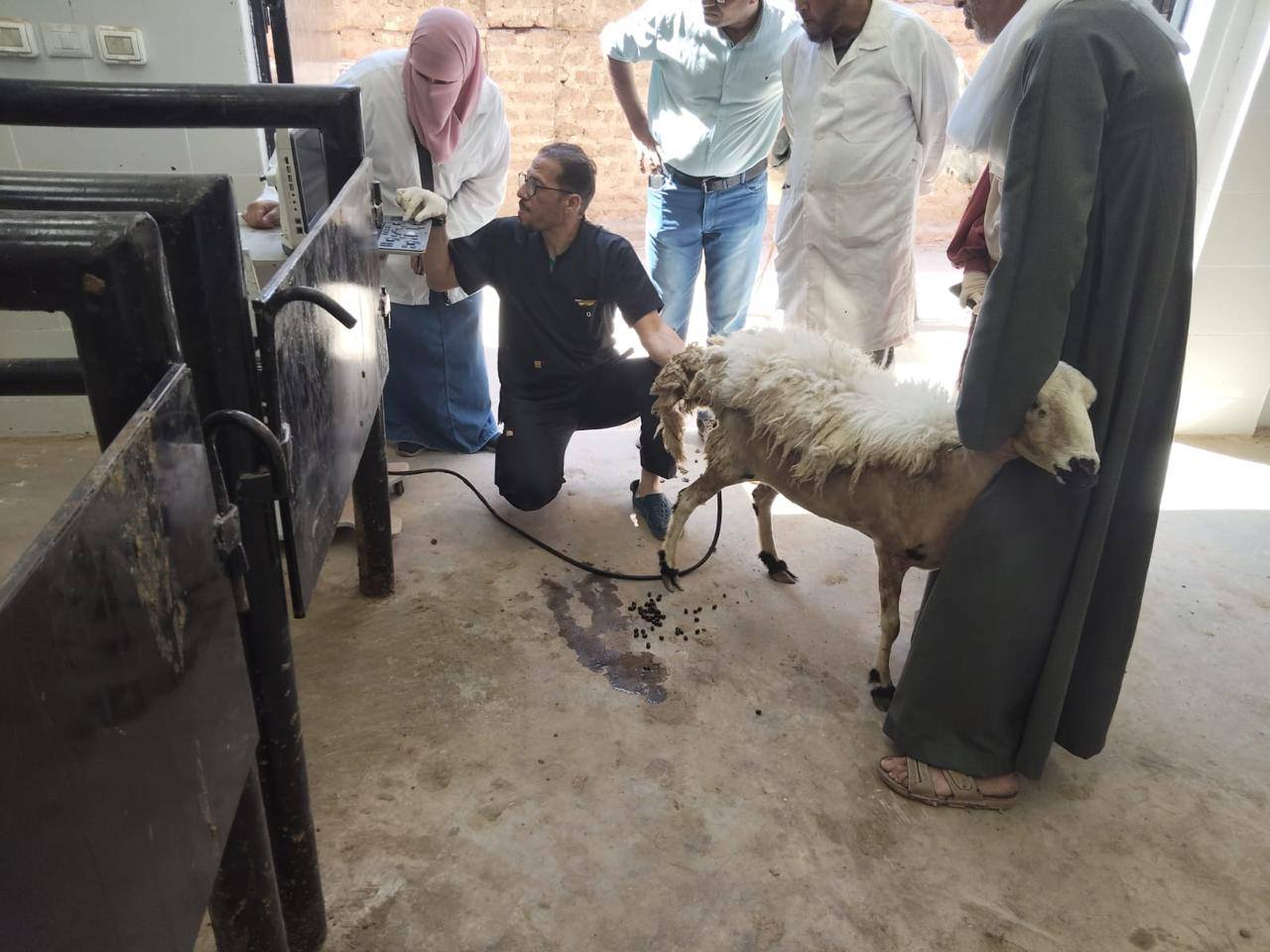القوافل البيطرية