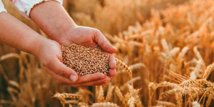 إنتاج الحبوب