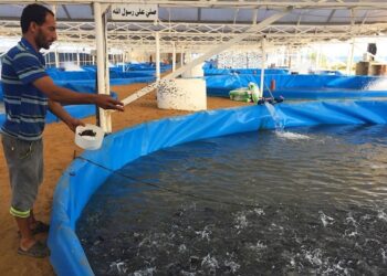 "تنمية البحيرات" تنفي مزاعم توجيه الدواجن النافقة لاستخدامها في تصنيع أعلاف الأسماك