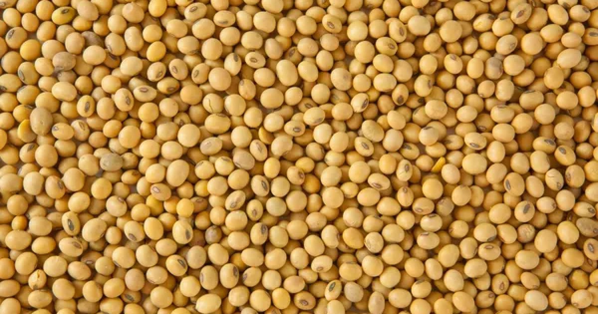فول الصويا