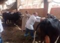 تحصين الماشية