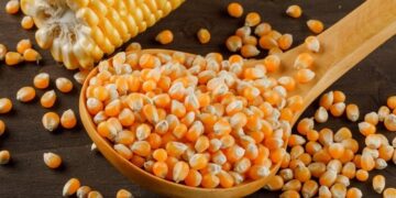 استيراد الذرة