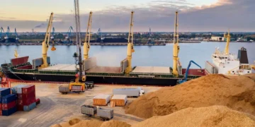 البذور الزيتية