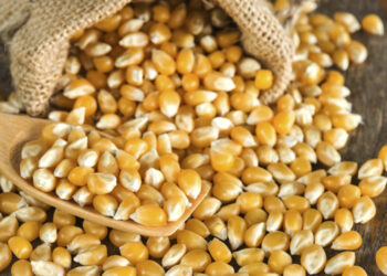أسعار الذرة في الصين