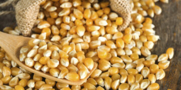 أسعار الذرة في الصين