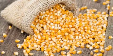 واردات مصر من الذرة