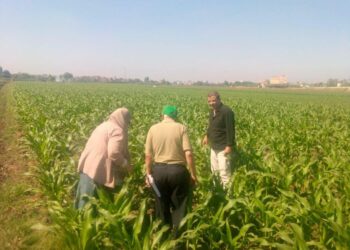 "الزراعة" تواصل حملاتها الاستباقية المكثفة لمكافحة "دودة الحشد الخريفية" في محصول الذرة